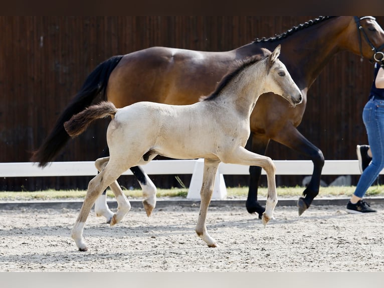 Deutsches Reitpony Hengst Fohlen (04/2026) Falbe in Bückeburg