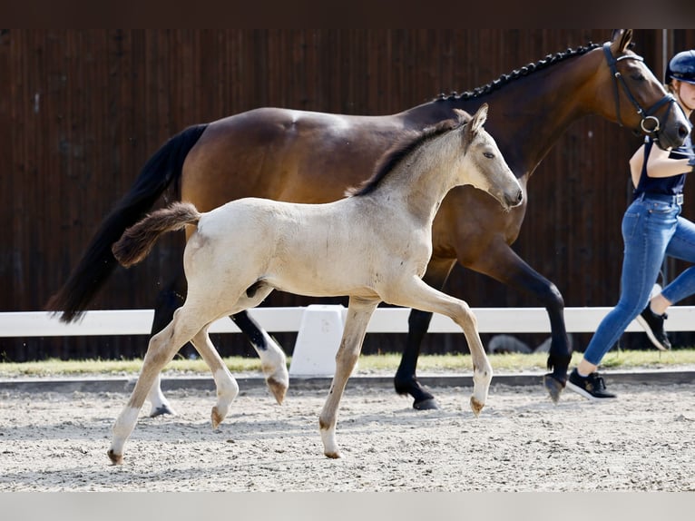 Deutsches Reitpony Hengst Fohlen (04/2026) Falbe in Bückeburg