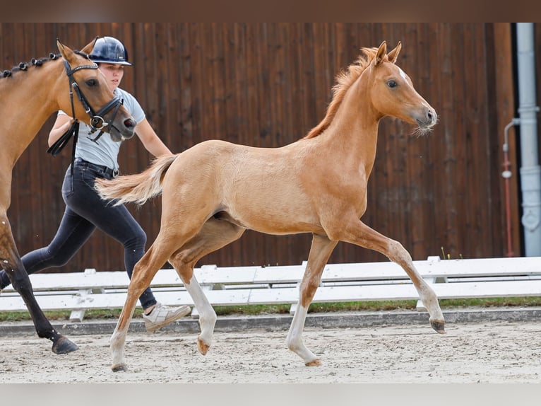 Deutsches Reitpony Hengst Fohlen (04/2025) Falbe in Dannenberg