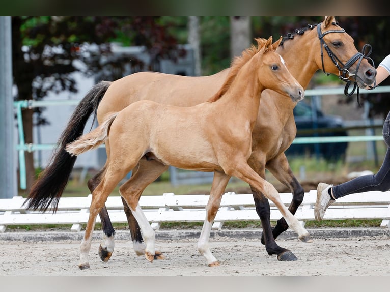 Deutsches Reitpony Hengst Fohlen (04/2025) Falbe in Dannenberg