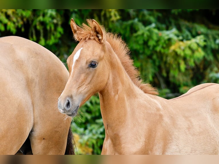 Deutsches Reitpony Hengst Fohlen (04/2025) Falbe in Dannenberg