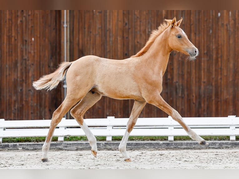 Deutsches Reitpony Hengst Fohlen (04/2025) Falbe in Dannenberg