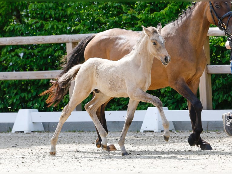 Deutsches Reitpony Hengst  Falbe in Eschede
