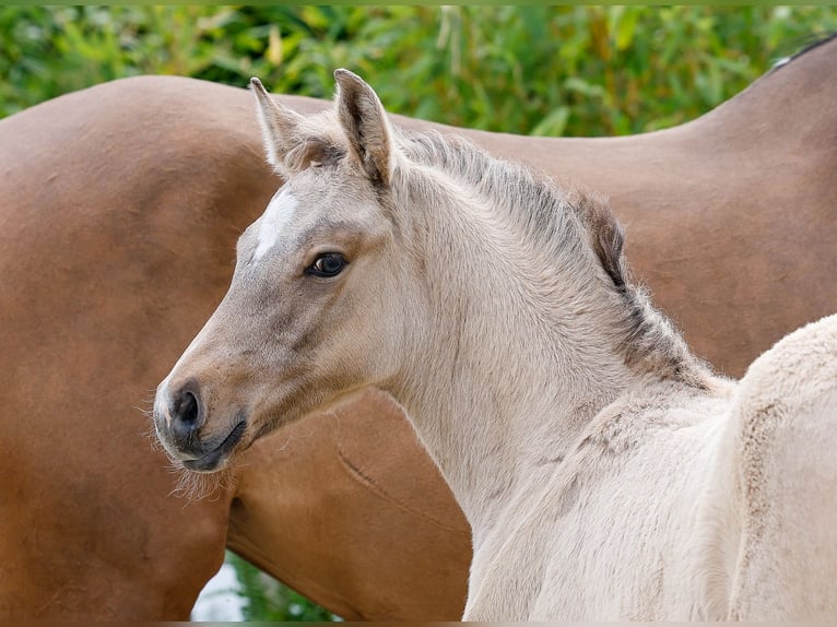 Deutsches Reitpony Hengst  Falbe in Eschede
