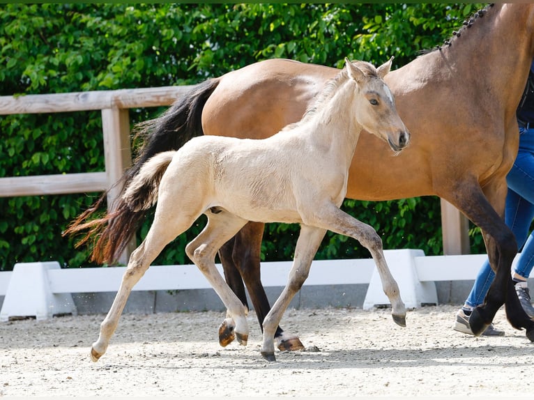 Deutsches Reitpony Hengst  Falbe in Eschede