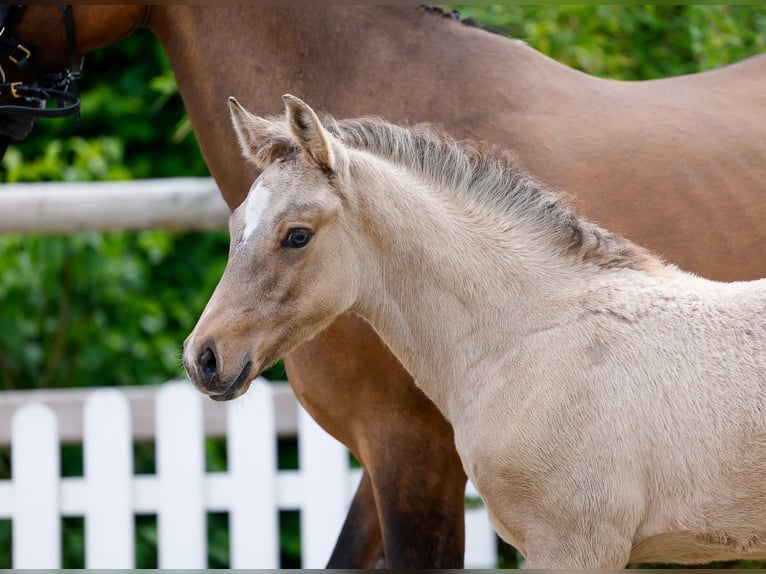 Deutsches Reitpony Hengst  Falbe in Eschede