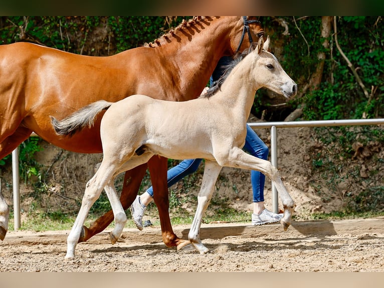 Deutsches Reitpony Hengst Fohlen (05/2025) Falbe in Gro Beren