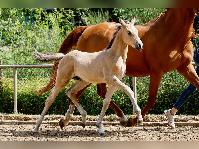 Deutsches Reitpony Hengst Fohlen (05/2025) Falbe in Gro Beren