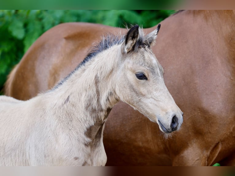 Deutsches Reitpony Hengst Fohlen (04/2026) Falbe in Lingen (Ems)