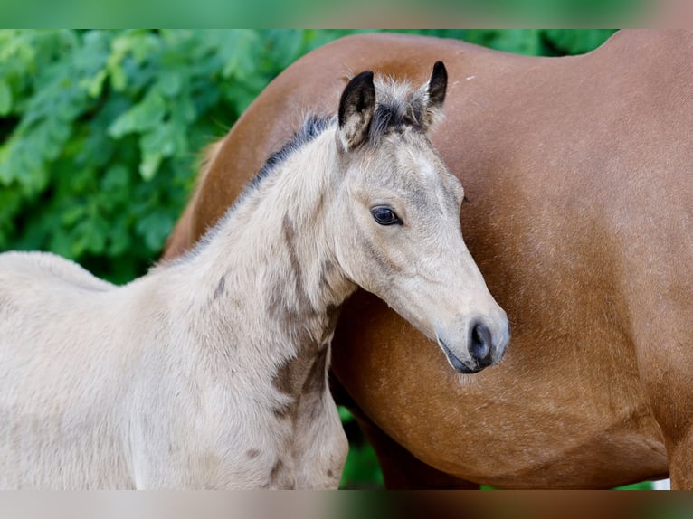 Deutsches Reitpony Hengst Fohlen (04/2026) Falbe in Lingen (Ems)