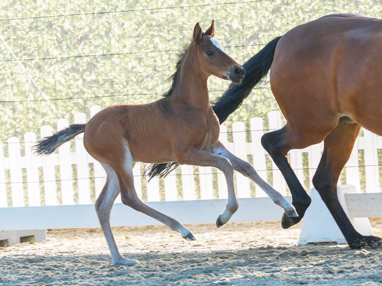 Deutsches Reitpony Hengst Fohlen (07/2026) Falbe in Mnster-Handorf