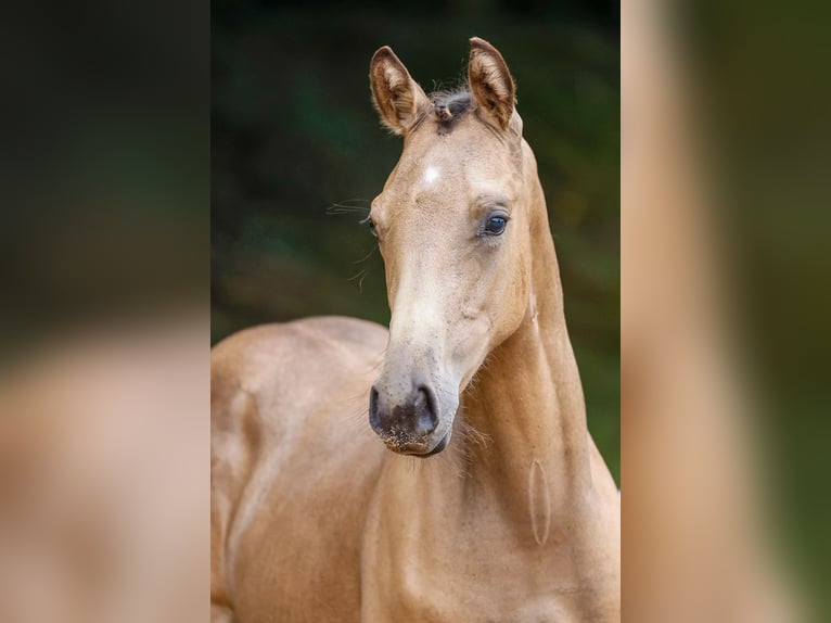 Deutsches Reitpony Hengst Fohlen (03/2024) Falbe in Neuharlingersiel