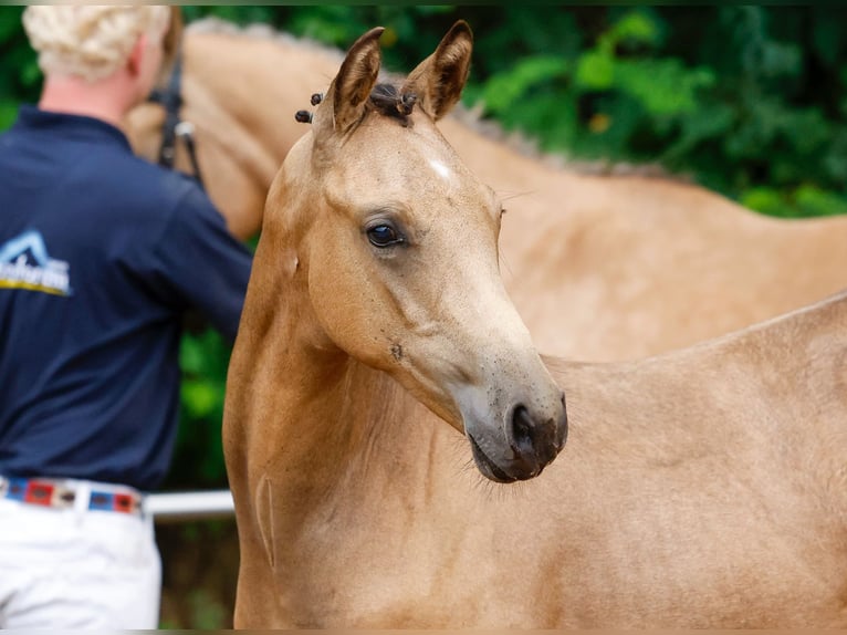 Deutsches Reitpony Hengst Fohlen (03/2024) Falbe in Neuharlingersiel