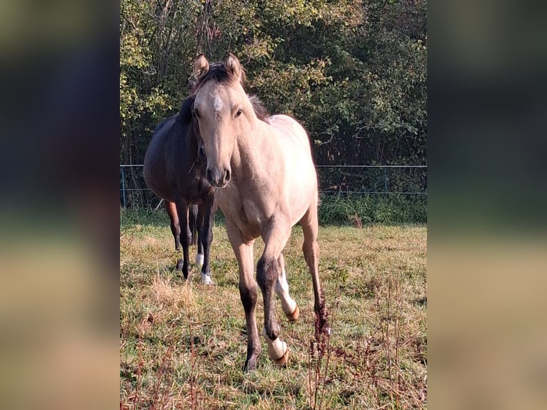 Deutsches Reitpony Hengst Fohlen (05/2026) Falbe in Petershagen