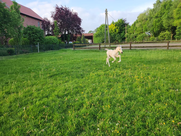 Deutsches Reitpony Hengst  Falbe in Rietberg