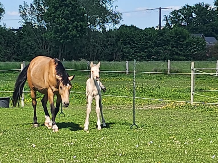 Deutsches Reitpony Hengst  Falbe in Rietberg