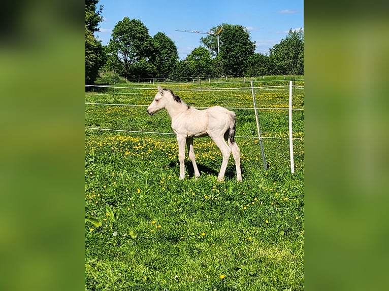 Deutsches Reitpony Hengst  Falbe in Rietberg