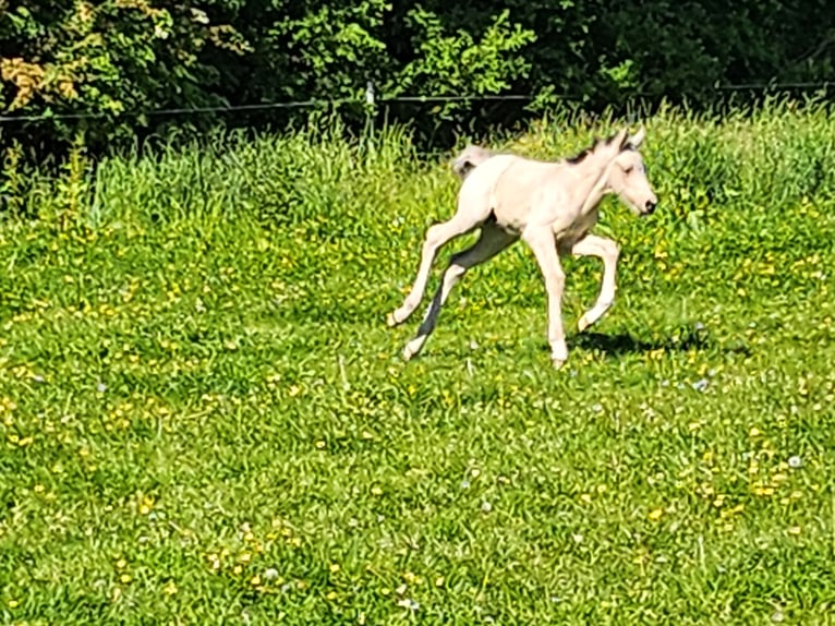 Deutsches Reitpony Hengst  Falbe in Rietberg