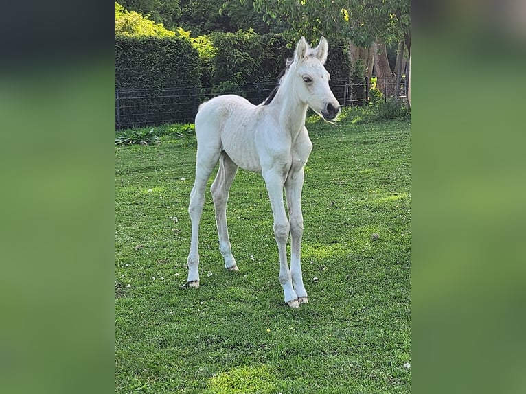 Deutsches Reitpony Hengst  Falbe in Rietberg