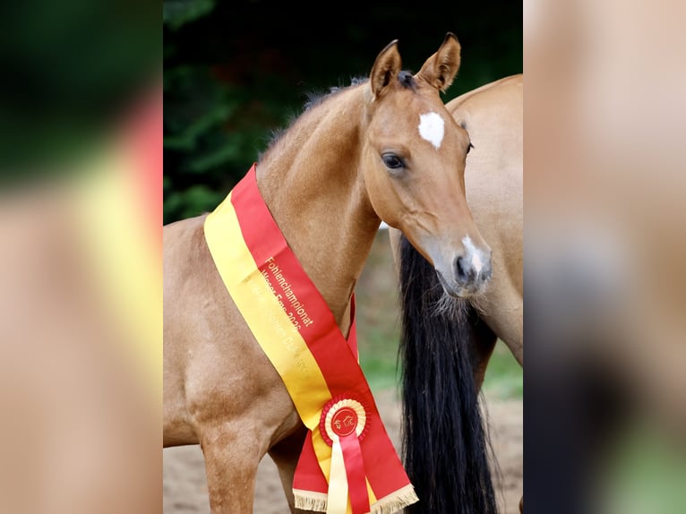 Deutsches Reitpony Hengst Fohlen (05/2026) Falbe in Saterland