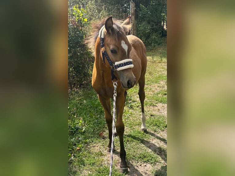 Deutsches Reitpony Hengst Fohlen (03/2026) Falbe in Geeste