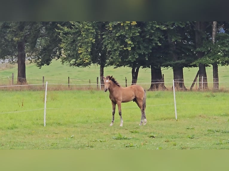 Deutsches Reitpony Hengst Fohlen (05/2025) Falbe in H&#xFC;rtgenwald