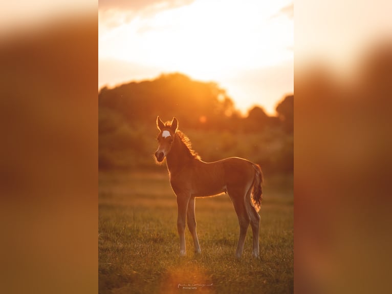 Deutsches Reitpony Hengst Fohlen (05/2025) Falbe in H&#xFC;rtgenwald