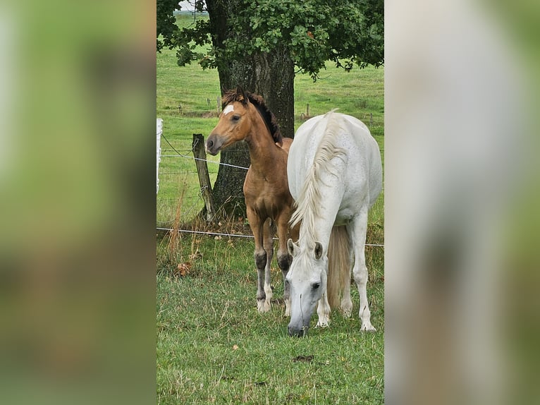 Deutsches Reitpony Hengst Fohlen (05/2025) Falbe in H&#xFC;rtgenwald