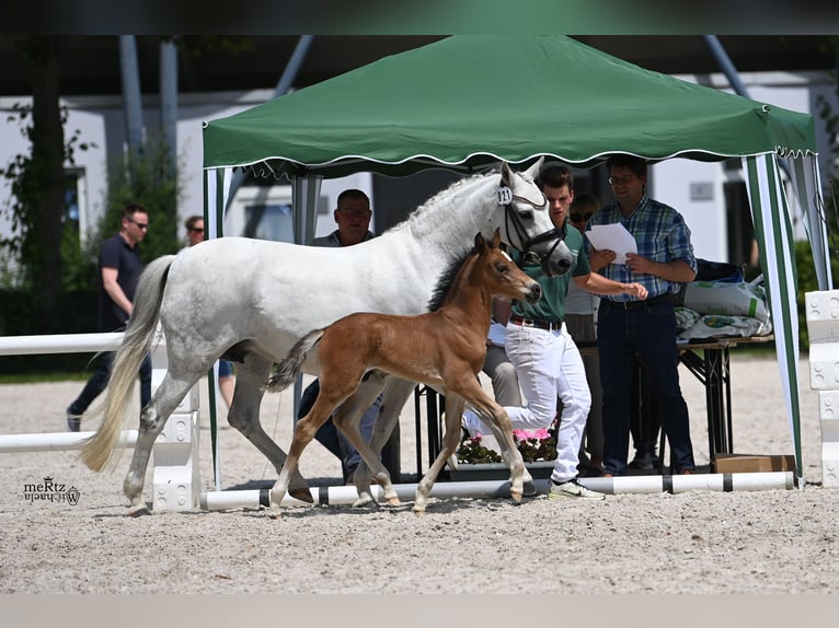 Deutsches Reitpony Hengst Fohlen (05/2025) Falbe in H&#xFC;rtgenwald