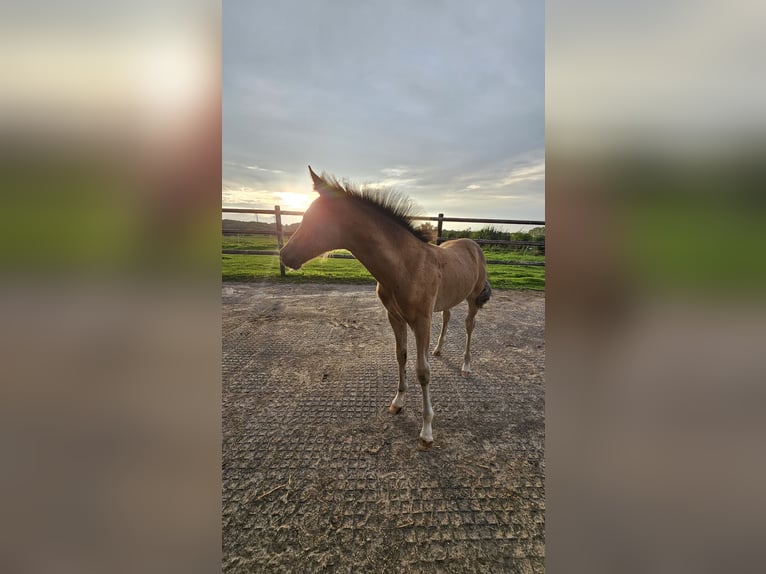 Deutsches Reitpony Hengst Fohlen (05/2025) Falbe in H&#xFC;rtgenwald