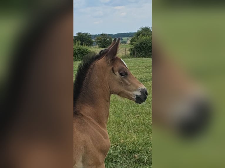 Deutsches Reitpony Hengst Fohlen (05/2025) Falbe in H&#xFC;rtgenwald