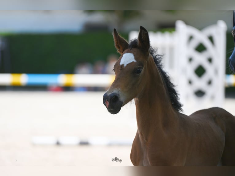 Deutsches Reitpony Hengst Fohlen (05/2025) Falbe in H&#xFC;rtgenwald