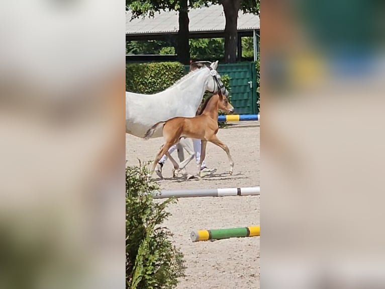 Deutsches Reitpony Hengst Fohlen (05/2025) Falbe in H&#xFC;rtgenwald