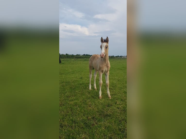 Deutsches Reitpony Hengst Fohlen (04/2024) Falbe in Hamburg