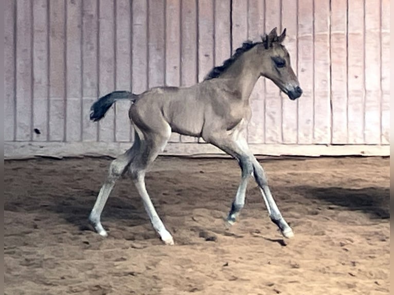 Deutsches Reitpony Hengst  Falbe in Unterwellenborn
