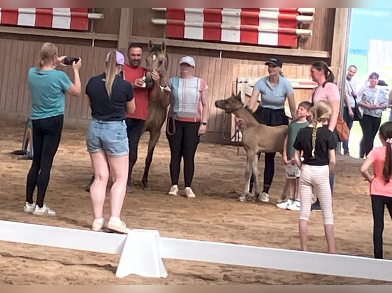 Deutsches Reitpony Hengst  Falbe in Unterwellenborn