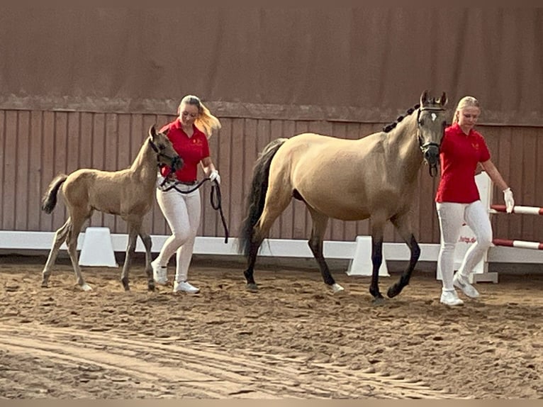 Deutsches Reitpony Hengst  Falbe in Unterwellenborn