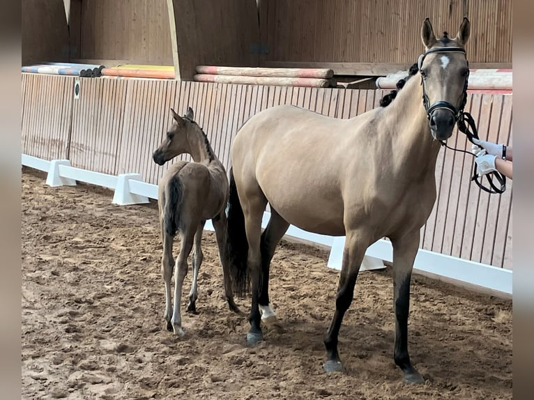 Deutsches Reitpony Hengst  Falbe in Unterwellenborn
