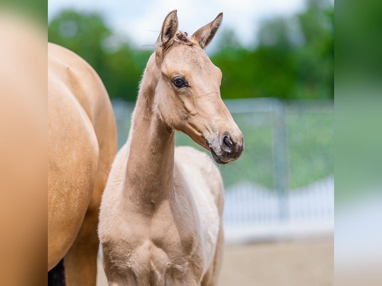 Deutsches Reitpony Hengst Fohlen (03/2026) Falbe in Mnster-Handorf