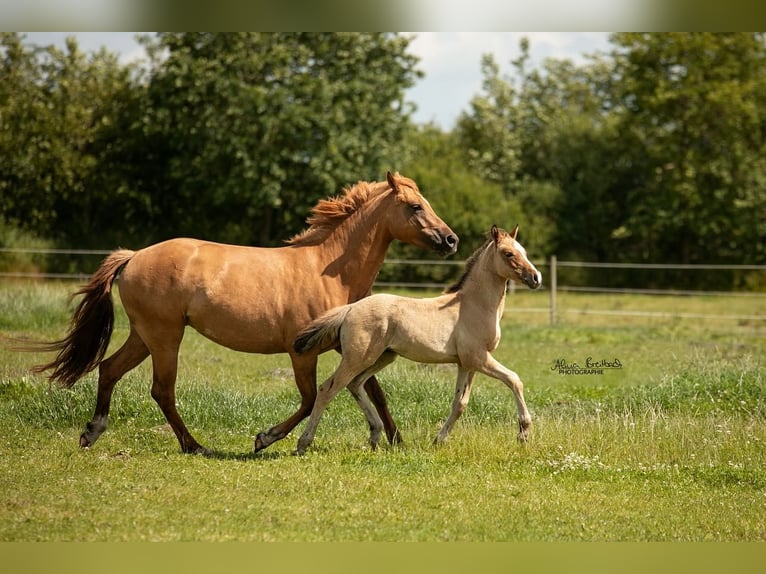 Deutsches Reitpony Hengst Fohlen (04/2024) Falbe in Hohenlockstedt