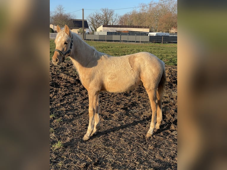 Deutsches Reitpony Mix Hengst Fohlen (05/2025) Falbe in Vettweiss