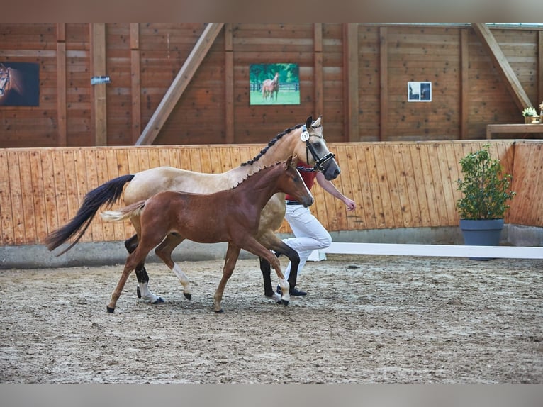 Deutsches Reitpony Hengst Fohlen (04/2026) Fuchs in Bensheim