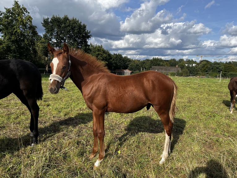 Deutsches Reitpony Hengst Fohlen (04/2024) Fuchs in Bliedersdorf