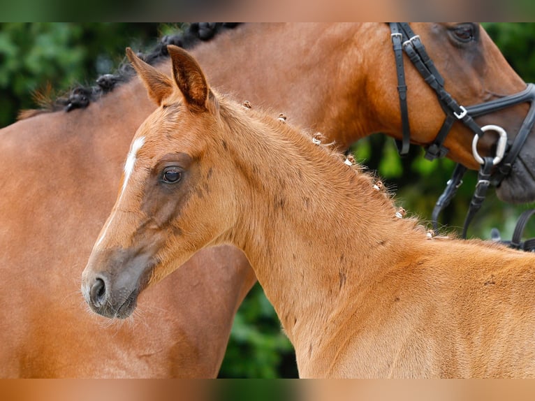 Deutsches Reitpony Hengst Fohlen (05/2025) Fuchs in Dannenberg