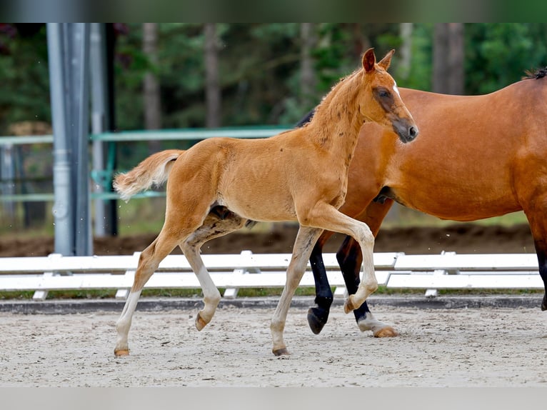 Deutsches Reitpony Hengst Fohlen (05/2025) Fuchs in Dannenberg