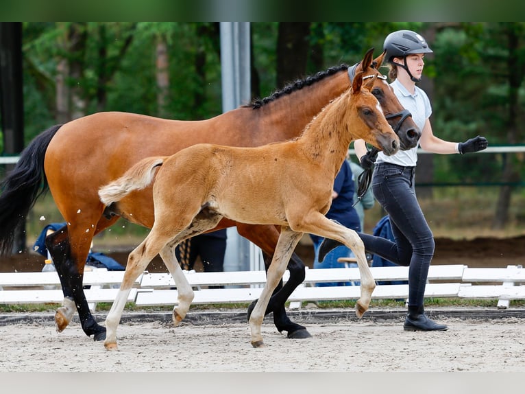 Deutsches Reitpony Hengst Fohlen (05/2025) Fuchs in Dannenberg
