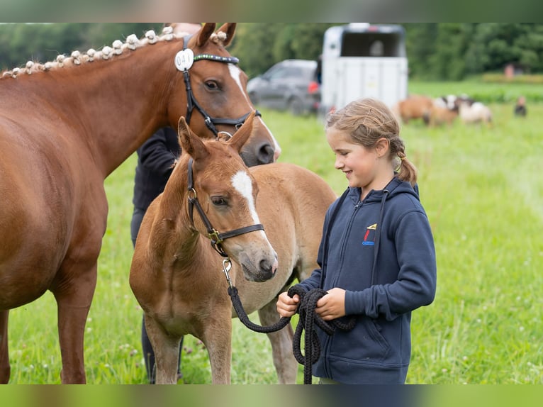 Deutsches Reitpony Hengst Fohlen (05/2024) Fuchs in Riedlingen