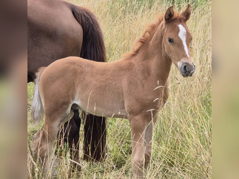 Deutsches Reitpony Hengst Fohlen (06/2025) Fuchs in R&#xFC;then