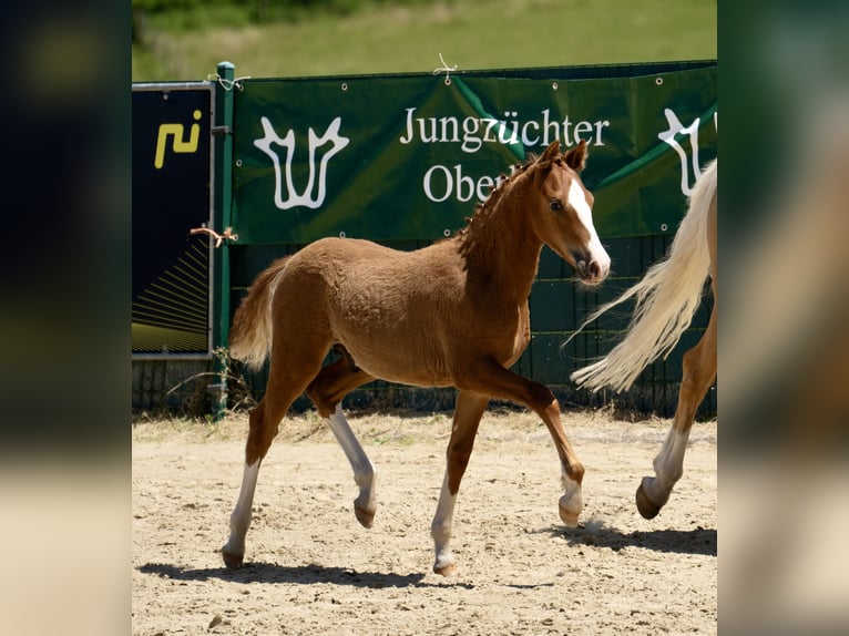 Deutsches Reitpony Hengst Fohlen (03/2025) Fuchs in Halver