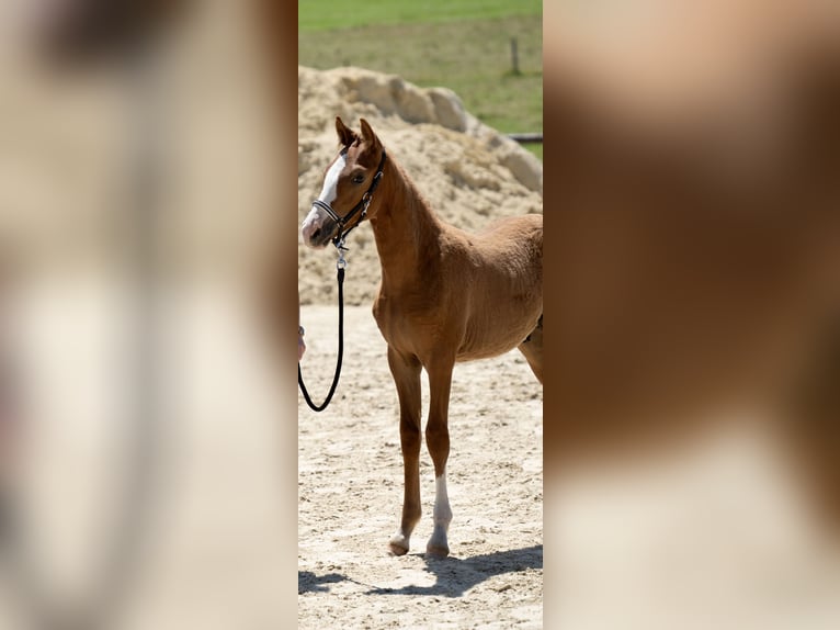 Deutsches Reitpony Hengst Fohlen (03/2025) Fuchs in Halver